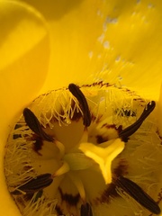 Calochortus clavatus