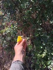 Calochortus clavatus