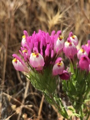 Castilleja exserta exserta