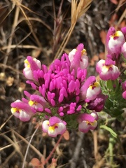 Castilleja exserta exserta