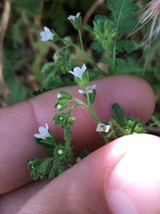 Eucrypta chrysanthemifolia
