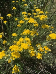 Eucrypta chrysanthemifolia