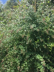 Eucrypta chrysanthemifolia