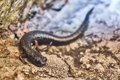 Batrachoseps gabrieli