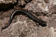 Batrachoseps gabrieli