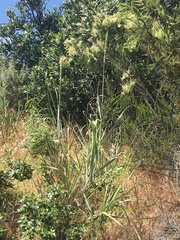 Eucrypta chrysanthemifolia