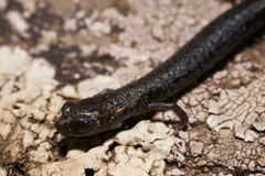 Batrachoseps gabrieli