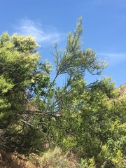 Eucrypta chrysanthemifolia