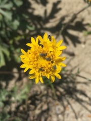 Eucrypta chrysanthemifolia