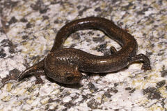 Batrachoseps gabrieli