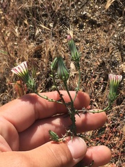 Eucrypta chrysanthemifolia