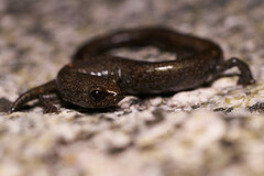 Batrachoseps gabrieli