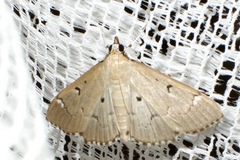 Protonoceras eucosma
