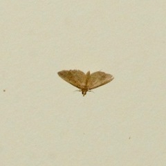 Herpetogramma licarsisalis