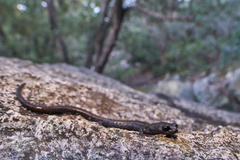 Batrachoseps gabrieli