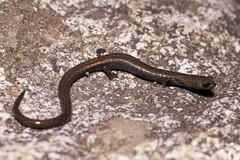 Batrachoseps gabrieli