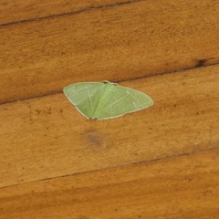 Urolitha bipunctifera