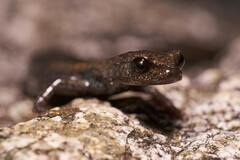 Batrachoseps gabrieli