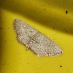 Scopula optivata