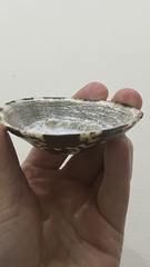 Cellana