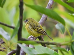 Crithagra hyposticta