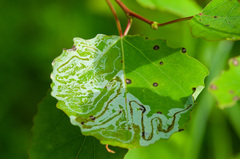 Phyllocnistis labyrinthella