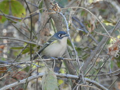 Vireo atricapilla