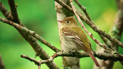 Empidonax flaviventris