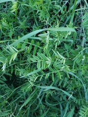 Vicia villosa