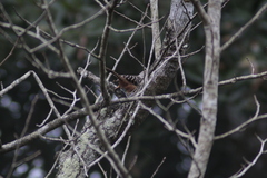 Campylorhynchus zonatus