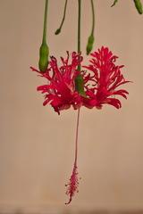 Hibiscus schizopetalus