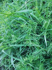Vicia villosa