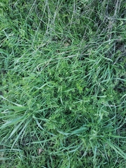 Vicia villosa