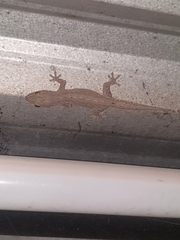 Hemidactylus frenatus