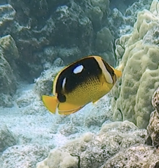 Chaetodon quadrimaculatus