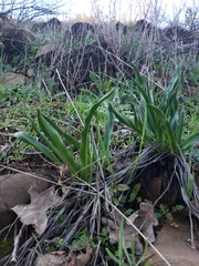 Chlorogalum pomeridianum
