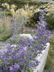 Echium