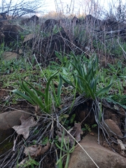 Chlorogalum pomeridianum
