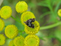 Prochoreutis sehestediana