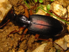 Dolichus halensis