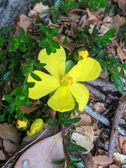 Hibbertia procumbens