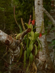 Aechmea mertensii