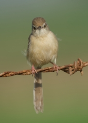 Prinia inornata