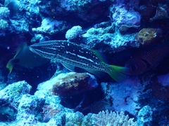 Anyperodon leucogrammicus