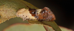 Hypertropha chlaenota