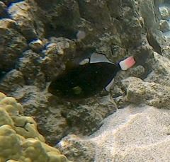 Melichthys vidua