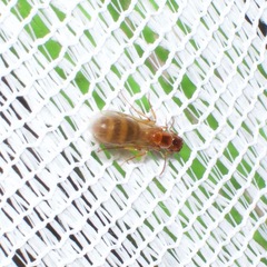 Colobopsis macrocephala