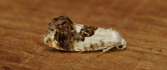 Hypertrophinae