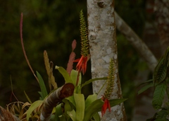Aechmea mertensii