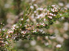 Astartea leptophylla